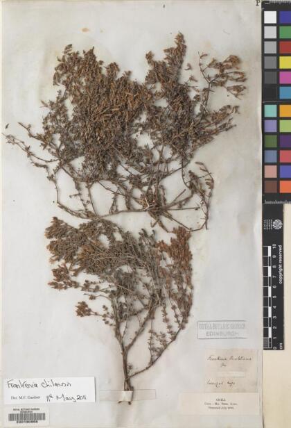 Frankenia chilensis [Espécimen: ]