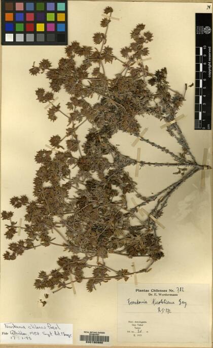 Frankenia chilensis [Espécimen: ]