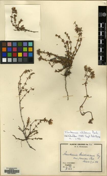 Frankenia chilensis [Espécimen: ]