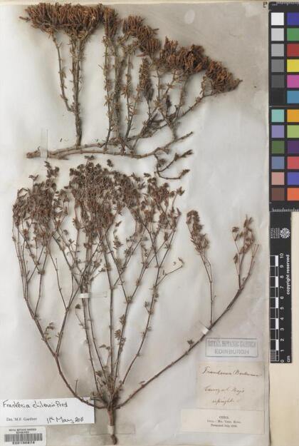 Frankenia chilensis [Espécimen: ]