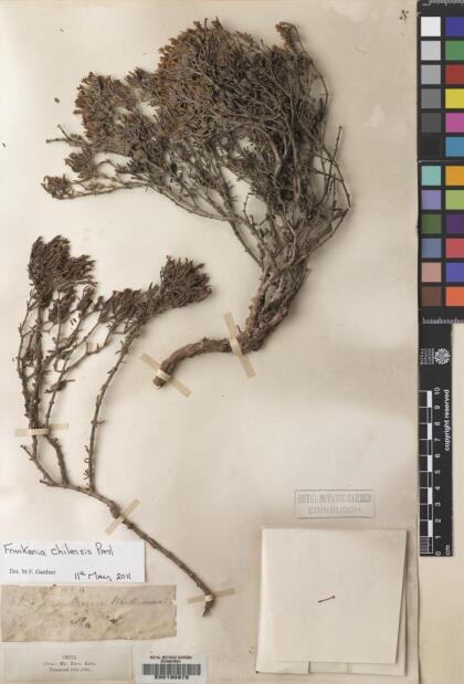 Frankenia chilensis [Espécimen: ]