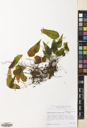 Hymenoglossum cruentum [Espécimen: ]