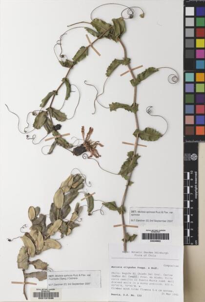 Mutisia spinosa var. pulchella [Espécimen: ]