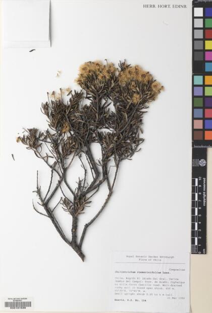 Chiliotrichum diffusum [Espécimen: ]