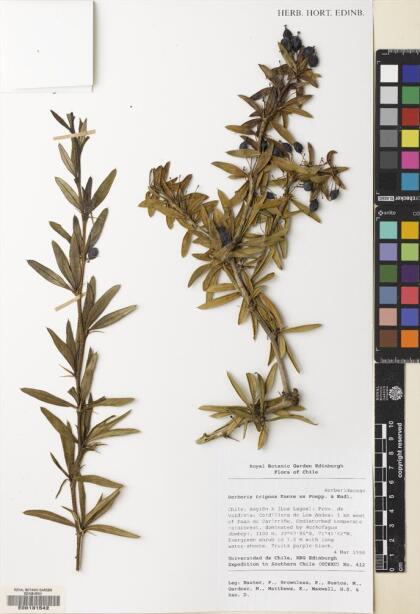 Berberis trigona [Espécimen: ]