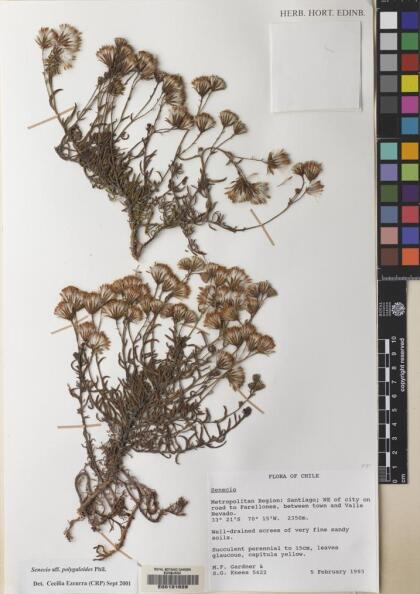 Senecio polygaloides [Espécimen: ]