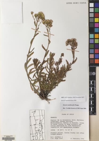 Senecio subumbellatus [Espécimen: ]