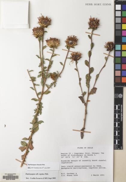 Haplopappus litoralis [Espécimen: ]