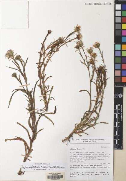 Symphyotrichum vahlii [Espécimen: ]