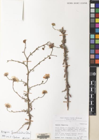 Erigeron fasciculatus [Espécimen: ]
