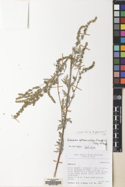 Ambrosia artemisioides [Espécimen: ]