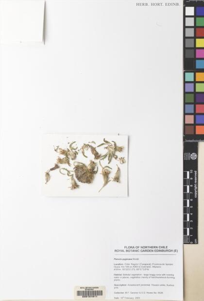 Perezia pinnatifida [Espécimen: ]