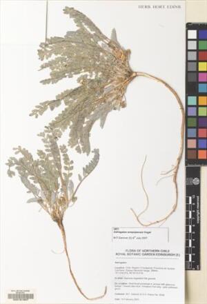 Astragalus arequipensis [Espécimen: ]