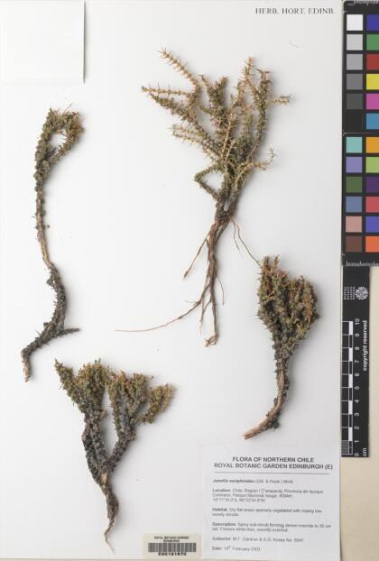 Junellia seriphioides [Espécimen: ]