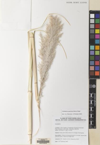 Cortaderia speciosa [Espécimen: ]