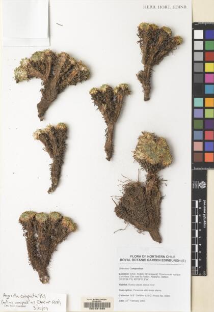 Azorella compacta [Espécimen: ]