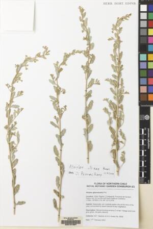 Atriplex chizae [Espécimen: ]