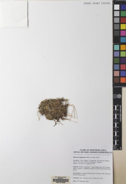Werneria pygmaea [Espécimen: ]