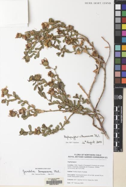 Grindelia tarapacana [Espécimen: ]
