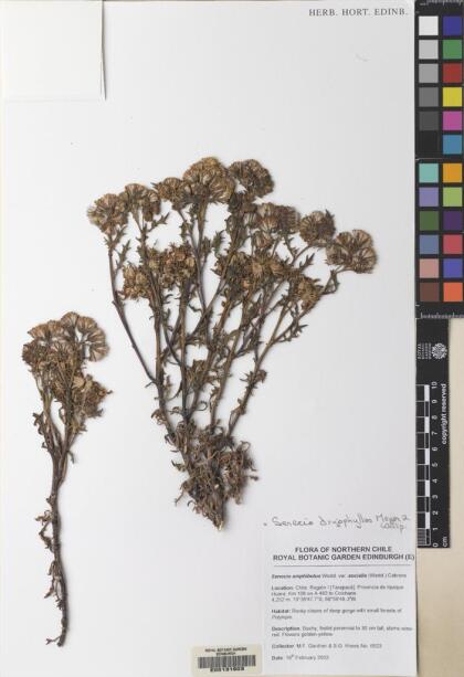 Senecio dryophyllus [Espécimen: ]
