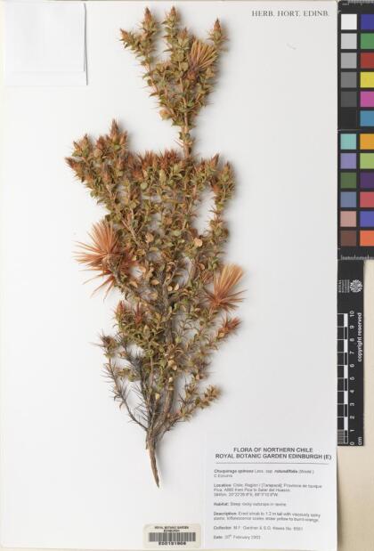 Chuquiraga spinosa [Espécimen: ]