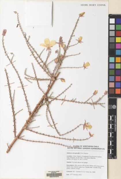 Balbisia microphylla [Espécimen: ]