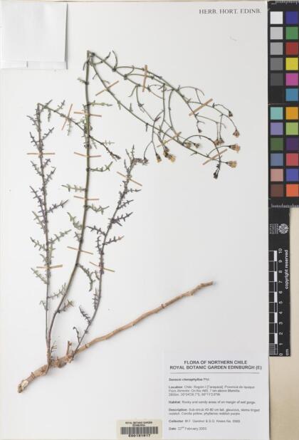 Senecio ctenophyllus [Espécimen: ]