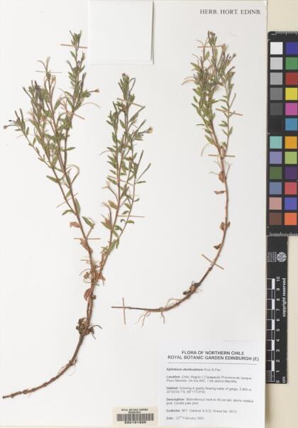 Epilobium denticulatum [Espécimen: ]