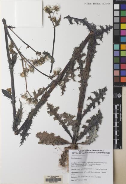 Sonchus asper [Espécimen: ]