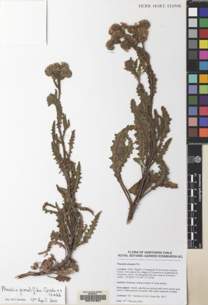 Phacelia pinnatifida [Espécimen: ]