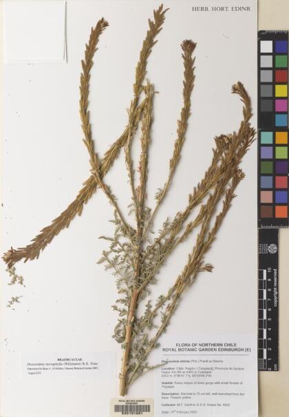 Descurainia myriophylla [Espécimen: ]