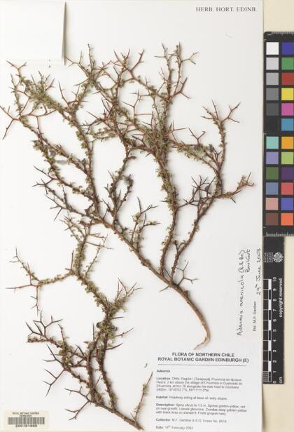 Adesmia spinosissima [Espécimen: ]