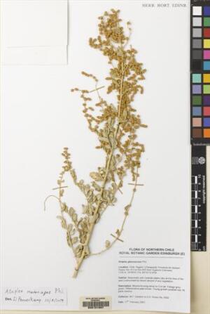 Atriplex madariagae [Espécimen: ]