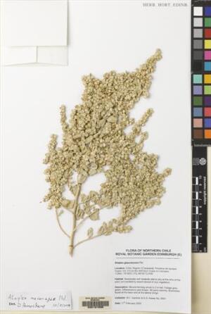 Atriplex madariagae [Espécimen: ]