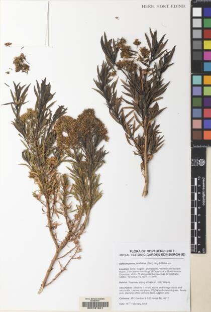 Ophryosporus pinifolius [Espécimen: ]