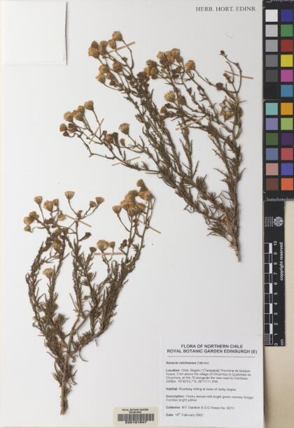 Senecio reicheanus [Espécimen: ]