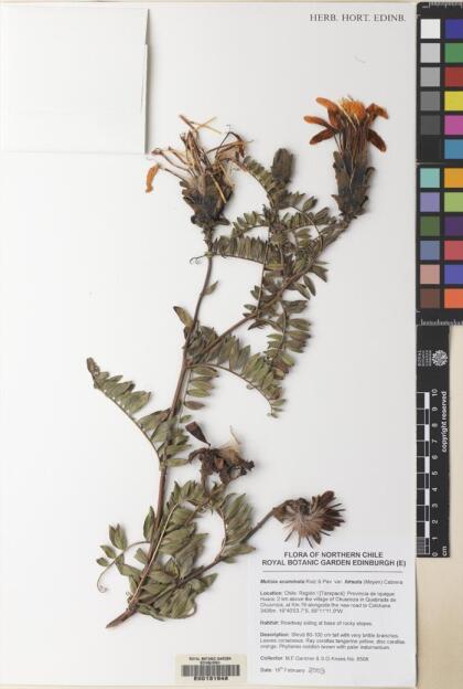 Mutisia acuminata [Espécimen: ]