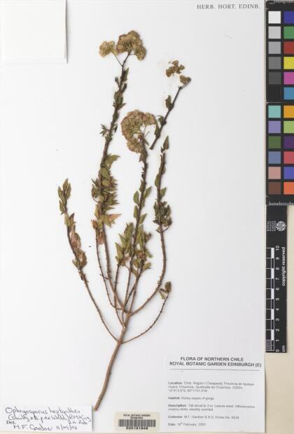 Ophryosporus heptanthus [Espécimen: ]