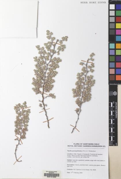 Tiquilia paronychioides [Espécimen: ]