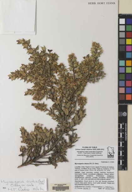Myrceugenia obtusa [Espécimen: ]