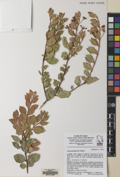 Luma apiculata [Espécimen: ]