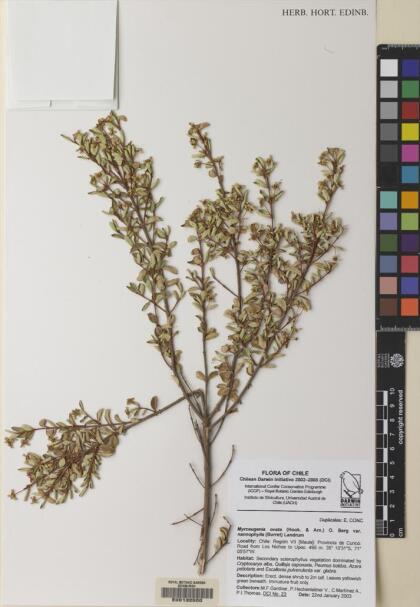 Myrceugenia ovata var. nannophylla [Espécimen: ]