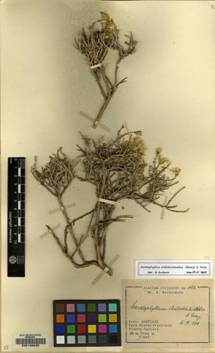 Nardophyllum chiliotrichioides [Espécimen: ]