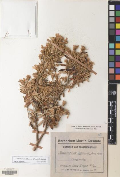 Chiliotrichum diffusum [Espécimen: ]