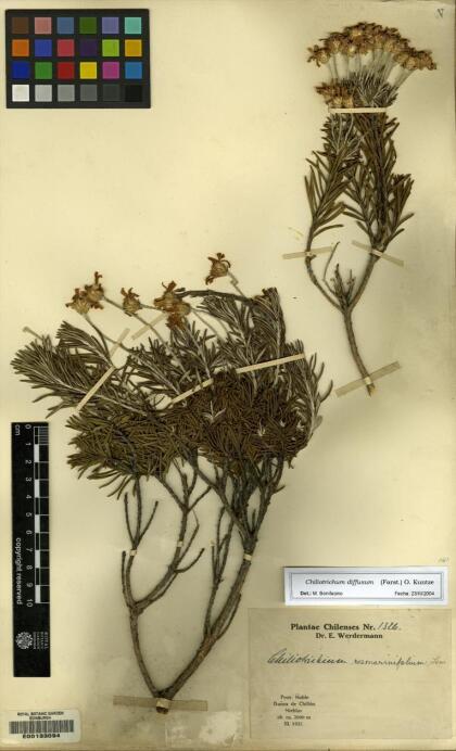 Chiliotrichum diffusum [Espécimen: ]