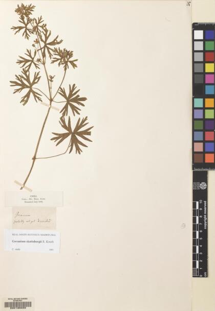 Geranium skottsbergii [Espécimen: ]