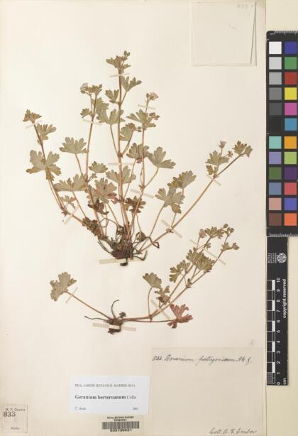 Geranium berteroanum [Espécimen: ]