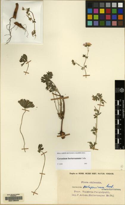 Geranium berteroanum [Espécimen: ]