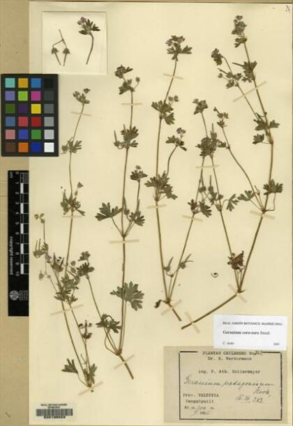 Geranium core-core [Espécimen: ]