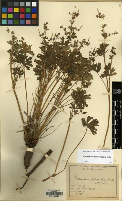 Geranium berteroanum [Espécimen: ]